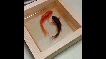 The Making of Two Koi Fish 3D Resin Painting