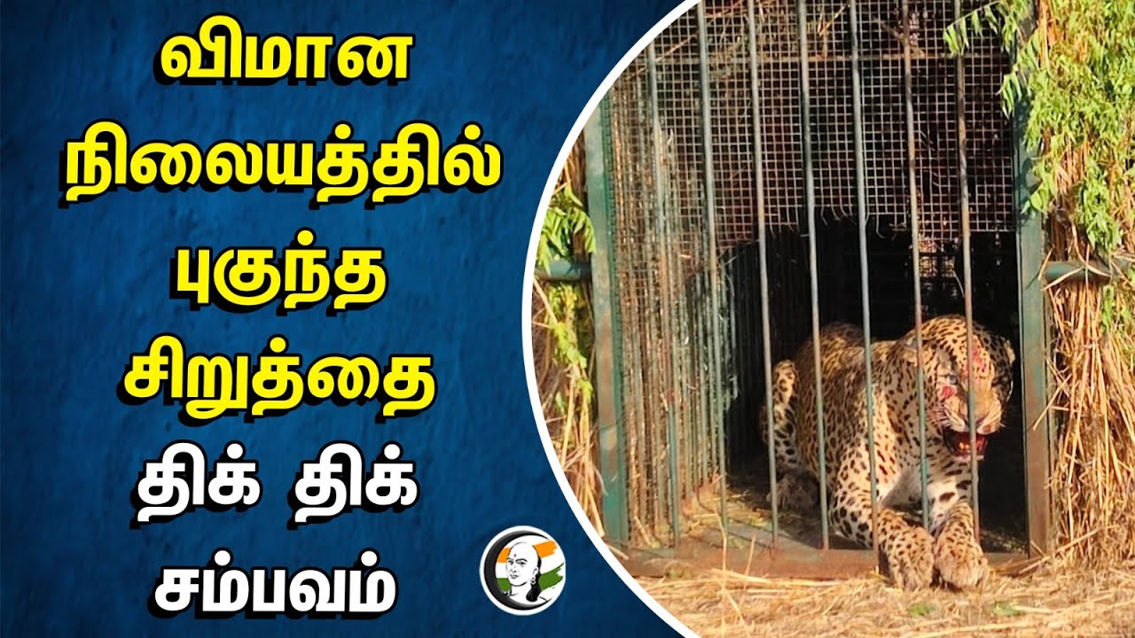 ⁣விமான நிலையத்தில் புகுந்த சிறுத்தை | திக் திக்சம்பவம் | Telangana | Airport | Cheetah