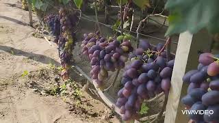 Дозрівання деяких сортів винограду