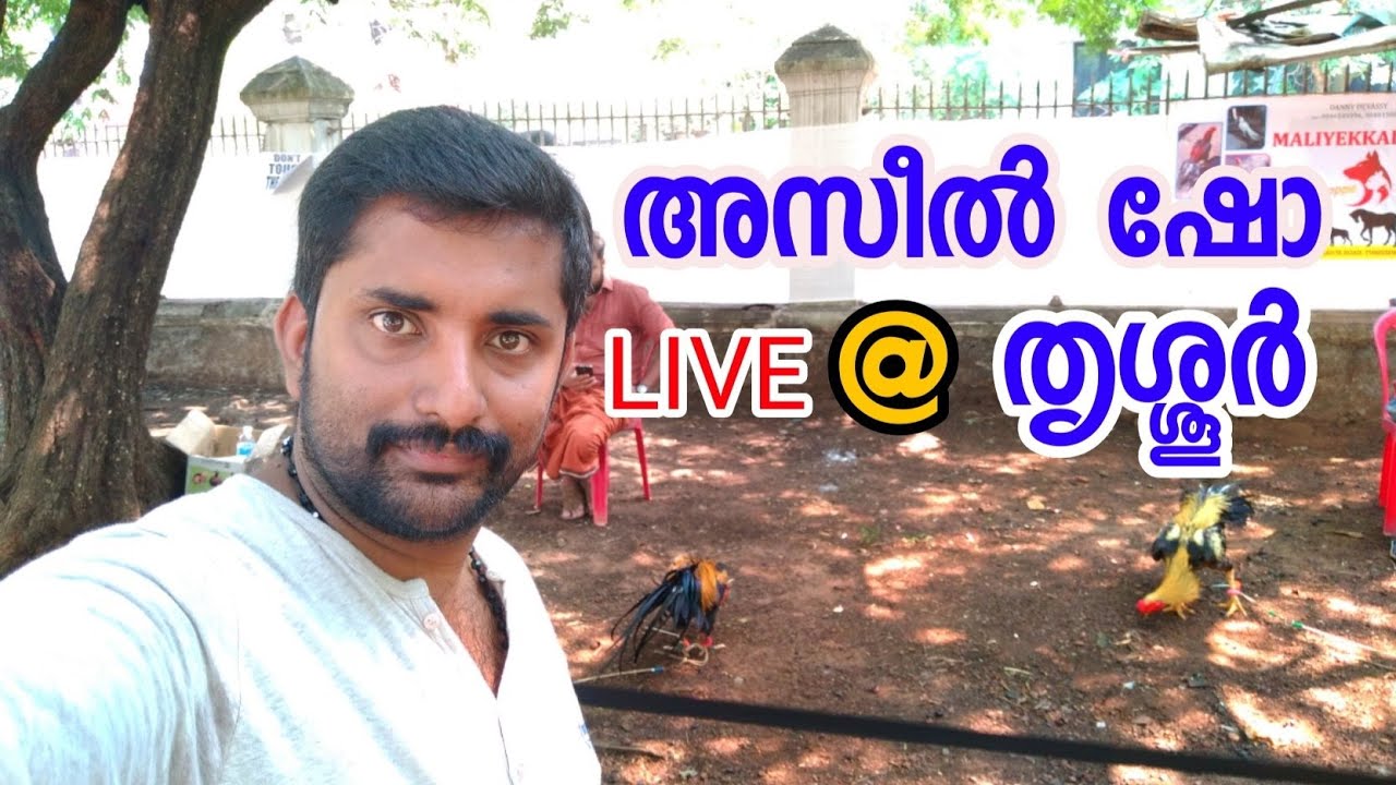 Aseel Breeds Show Live [ECO OWN MEDIA] @ Thrissur