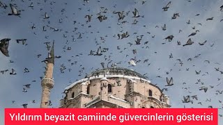 Bolu Yıldırım Beyazit Camiinin Önündeki Güvercinlerin Gösterisi..