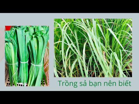 Video: Thủ Thuật Bảo Quản Mùa đông