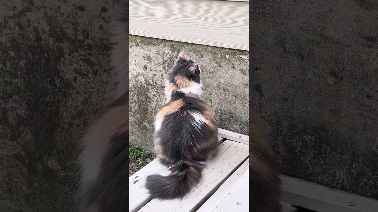 Country Cat Live and Unfiltered Cat Story!