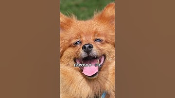 ドットコムバブルを解説します。#プログラミング入門  #webプログラマー #解説 #shorts #web3.0