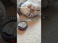 【おしゃべり猫】ゴロゴロ鳴きながら…喋ってる #cat #asmr
