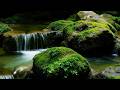 Gentle Mossy Stream Flow Calming Forest White Noise for Relaxation, Sleep & Anxiety Relief