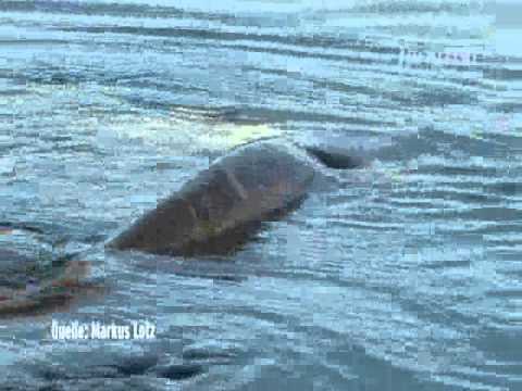 Видео о рыбалке №144