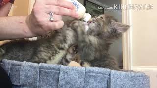 funny cats and cute meowing compilation 2020 by KKR tech 10 views 3 years ago 3 minutes, 58 seconds