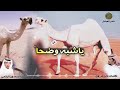 ياشبه وضحا