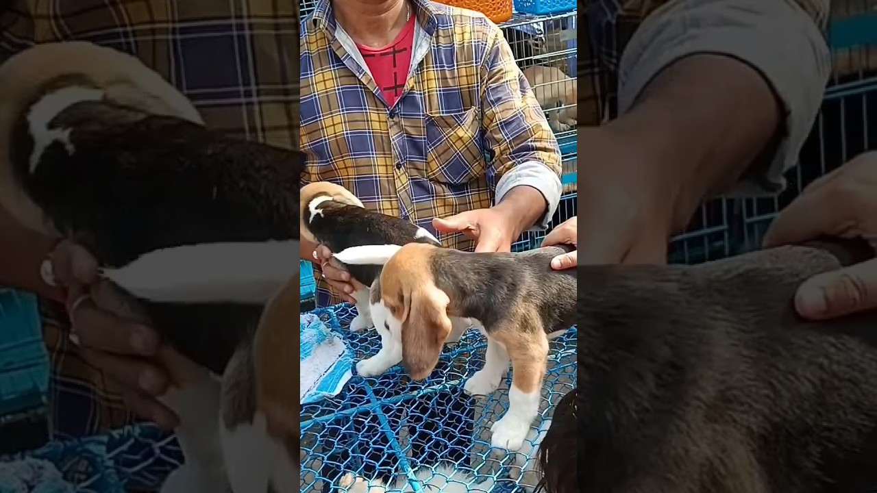 Very cute Beagle dog Puppy for Rs.13K# Kolkata pet market # Galiff Street # Recent dog price update