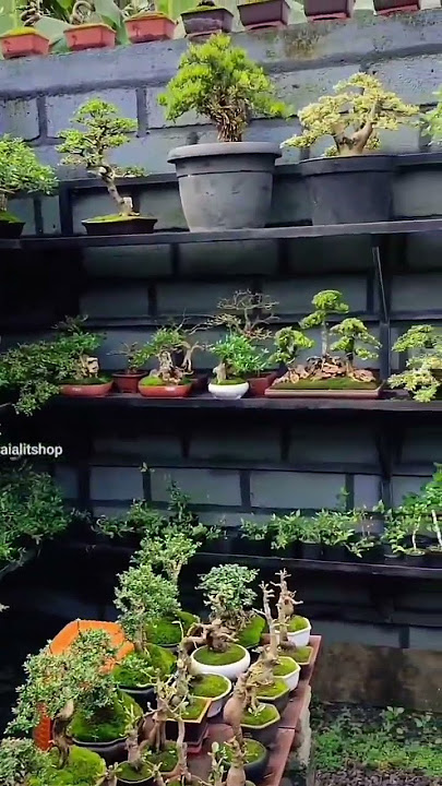 My mini bonsai garden 🪴