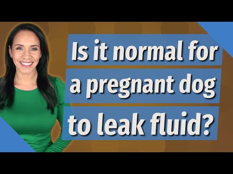 Is it normal for a pregnant dog to leak fluid?