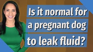 Is it normal for a pregnant dog to leak fluid