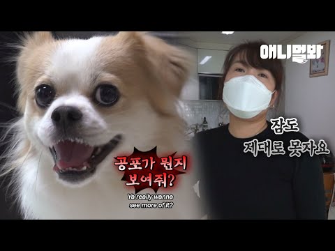 가장 편안해야할 집에서 공포를 느낀다는 한 여자의 사연ㅣThe Secret <strong>Behind</strong> <strong>Dog</strong> Who Hates His Mom Most