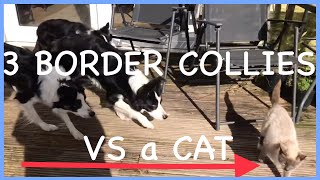 3 BORDER COLLIE DOGS vs CAT | obsession who wins ? Stalking chasing eyeing border collies by Northern lights BORDER COLLIES 641 views 1 year ago 2 minutes