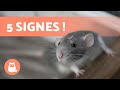 5 signes qui prouvent que votre rat vous aime 