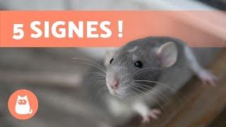 5 SIGNES qui prouvent que VOTRE RAT VOUS AIME 🐭❤️