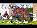 Dubai  amazing miracle garden new season 2024  4k  walking tour