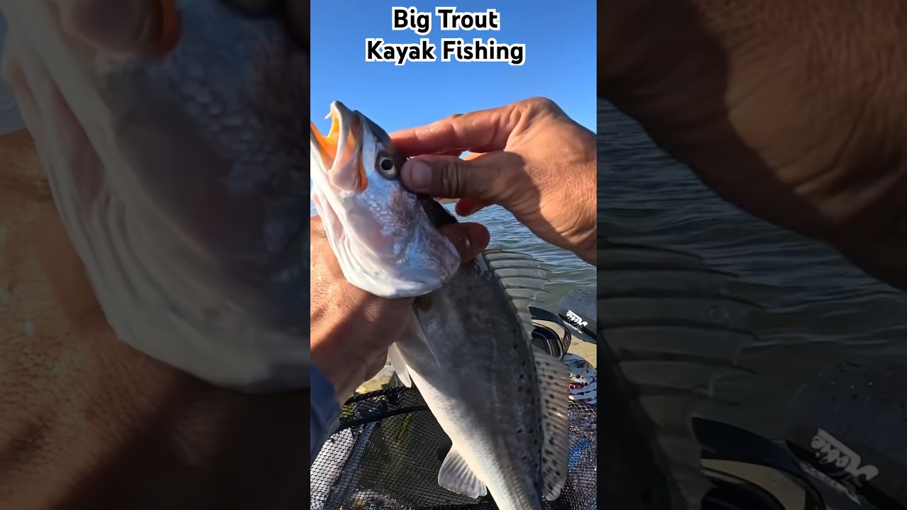 Big Trouts are Biting Hard in Jacksonville Florida 