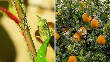 Aphid and Scale Infestations On Citrus Trees!! What You Need To Know