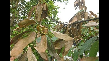 How To Protect Your Avocado Trees From The Sun.
