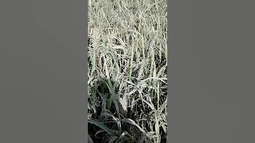 #Crop#Ranchi#Bundu#short#Rice 😃🌾