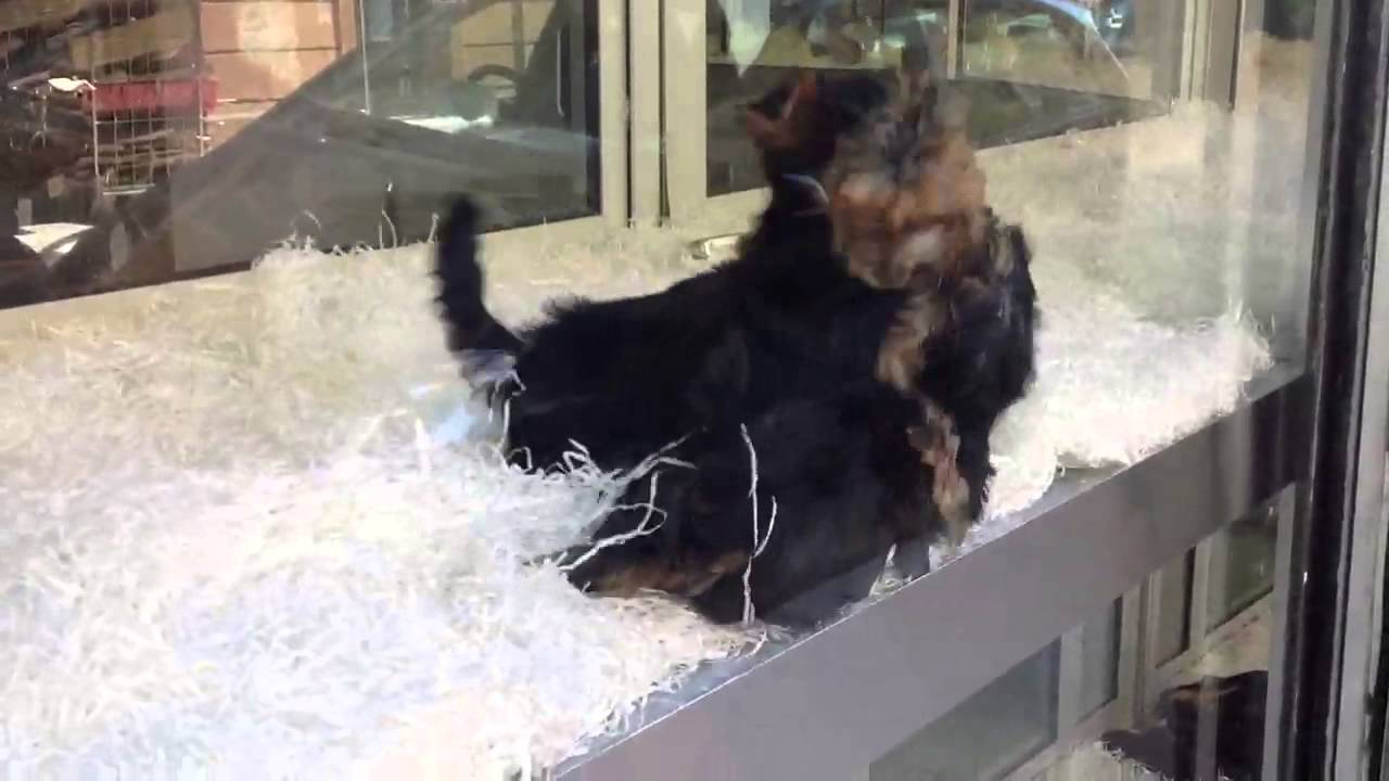 amazon prime dog clippers