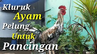 Suara Kluruk Ayam Pelung Untuk Pancingan