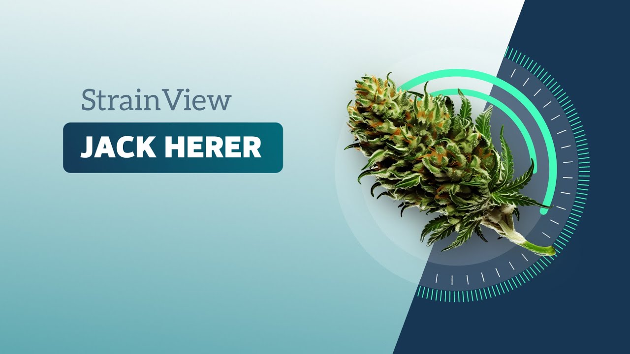Jack Herer - StrainView