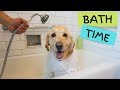 How to give a dog a bath | Dog Grooming