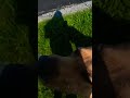 #dandelion #oldmeme #dogs