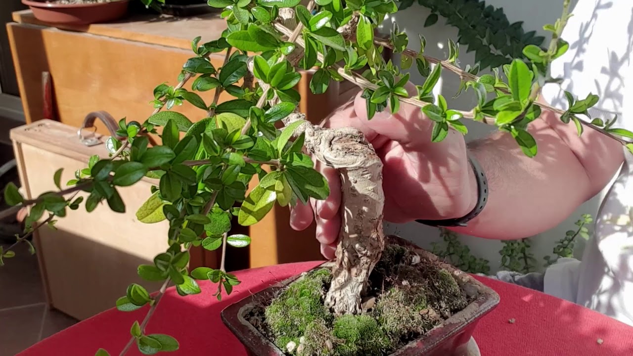 🌼 Cum ingrijim bonsaii cu flori 🌼 Carmona - despre flori pe bonsai si un pic de stilizare | oct 2020