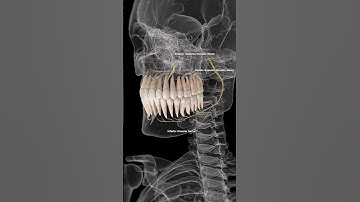 🦷 Alveolar Nerves: The Sensory Pathways of Your Teeth 🦷