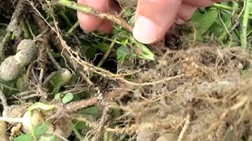 Southern stem rot on freshly dug peanuts