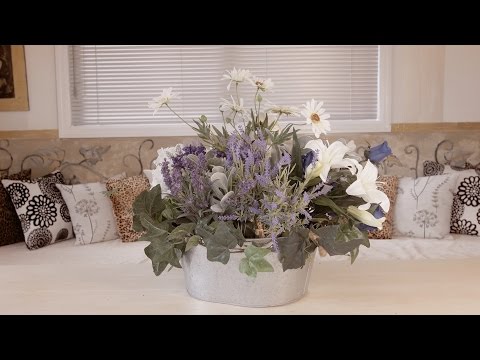 Video: Cineraria voor groeiende bloemisten: leer over Blue Daisy Care