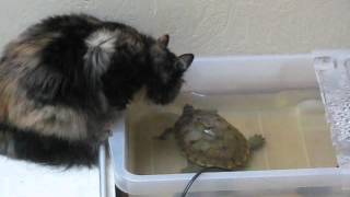 Bruņurupucis iekož kaķim - Черепаха кусает собаку - Turtle bites dog Bruņurupucis iekož kaķim - Черепаха кусает собаку - Turtle bites dog