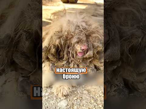 Сначала было не понятно, что это за животное 😨🤔 #милыеживотные #животные