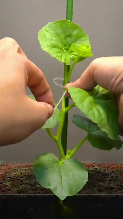The whole process of cantaloupe seeds from germination to fruiting