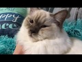 Ragdoll kitten - 5 месяцев спустя - особенности породы рэгдолл - правда ли?