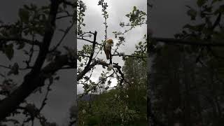 Mango the caique freely playing on our apple tree