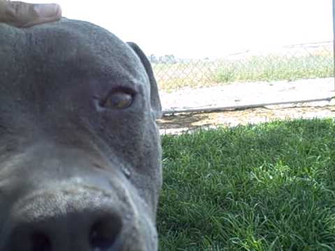 blue pit mastiff