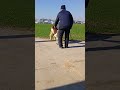 Baby goats playing together are so cute#5
