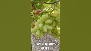 Export Quality Grapes #shorts  #grape #export #grapewine #wine