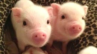 Sevimli mikro domuz - bir sevimli mini domuz videoları. Derleme Resimi