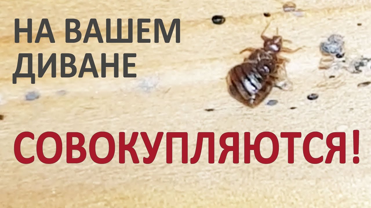 Постельные клопы спариваются прямо на кровати и в банке с Гектором ...