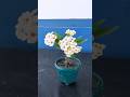 How to Grow Euphorbia Milii (Crown of thorns) From Cutting