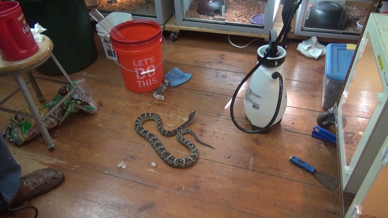 Веном повсюду