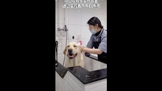 There are dogs that are really afraid of bathing | Funny Dogs And Cats of TikTok | #Shorts