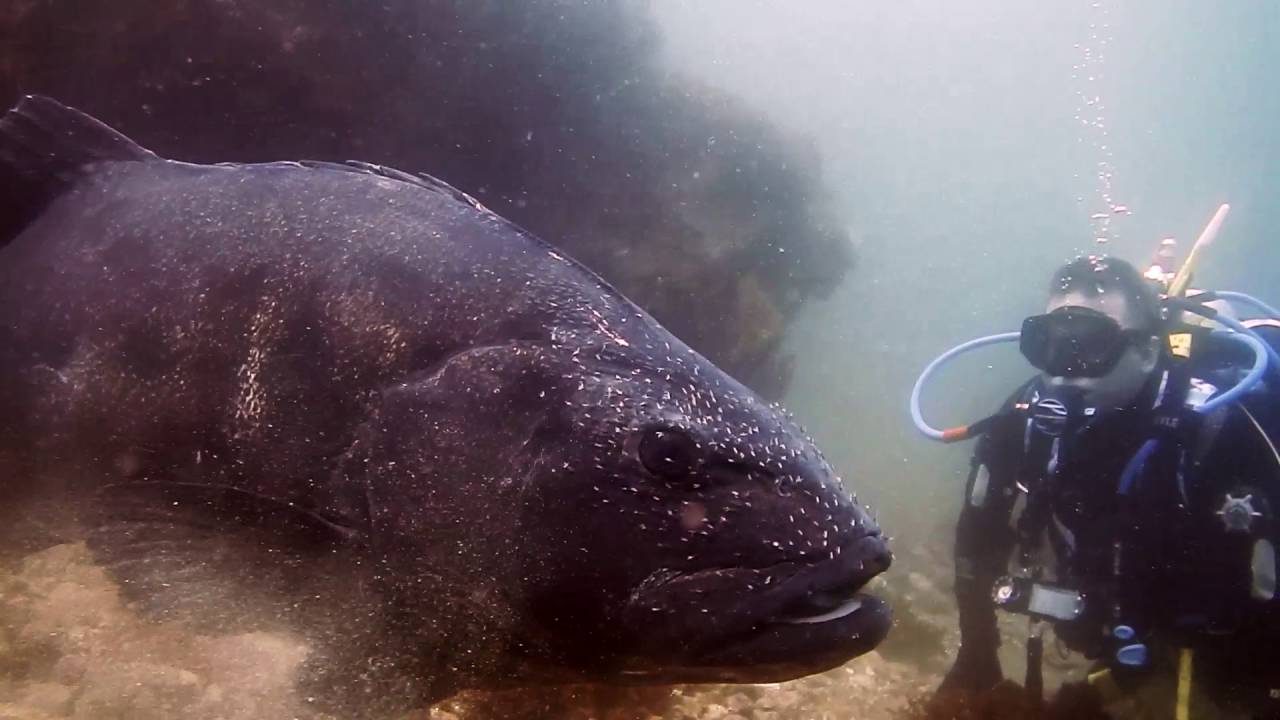 GIANT SEA BASS YOUTUBE YouTube