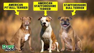 Finding the Perfect Pit Bull: 14 Breeds & Mixes Compared - Which One is the Best Family Dog?
